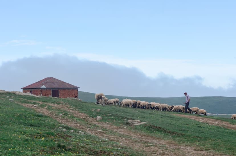 Shepherd and flock by a summer hut