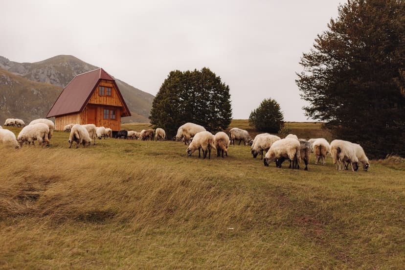 Shepherd hut and flock on a high pasture