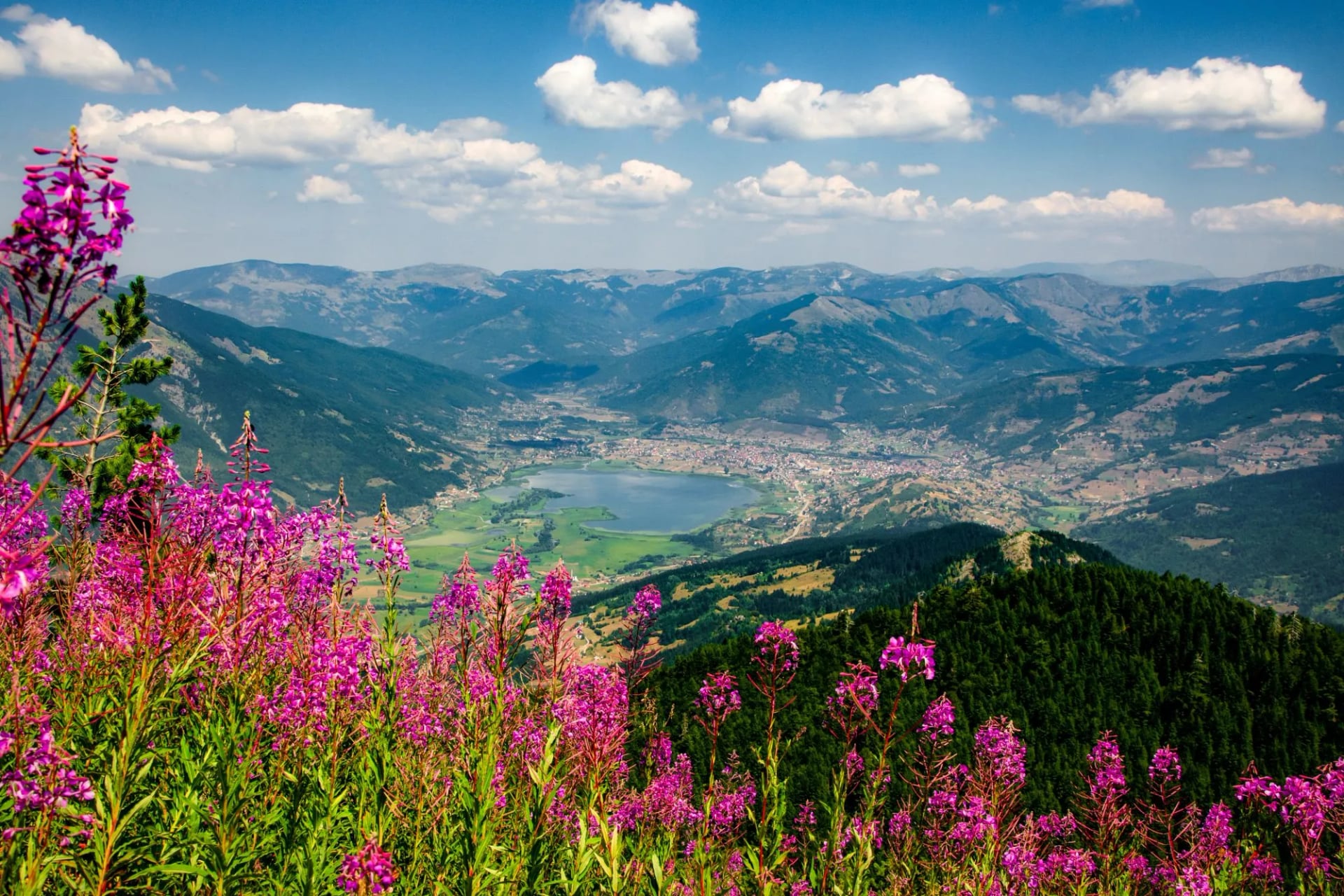 Wildflowers on the Montenegrin side of the loop