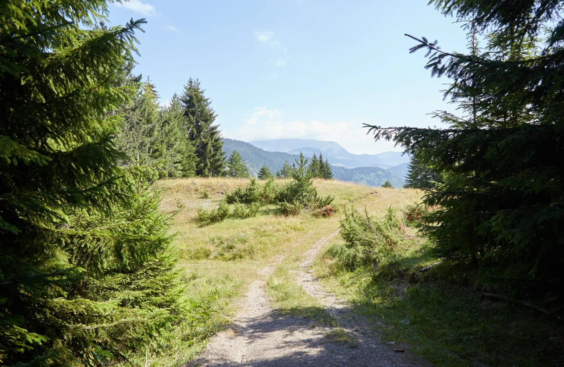 A forest track in Kosovo's Rugova valley