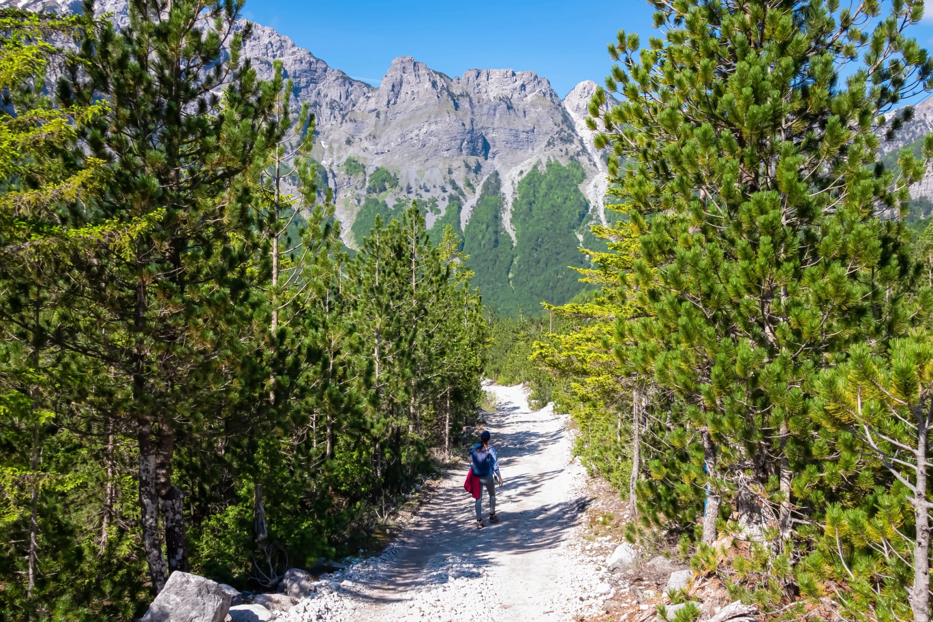 A hiker in the pine forest below the Valbona Pass