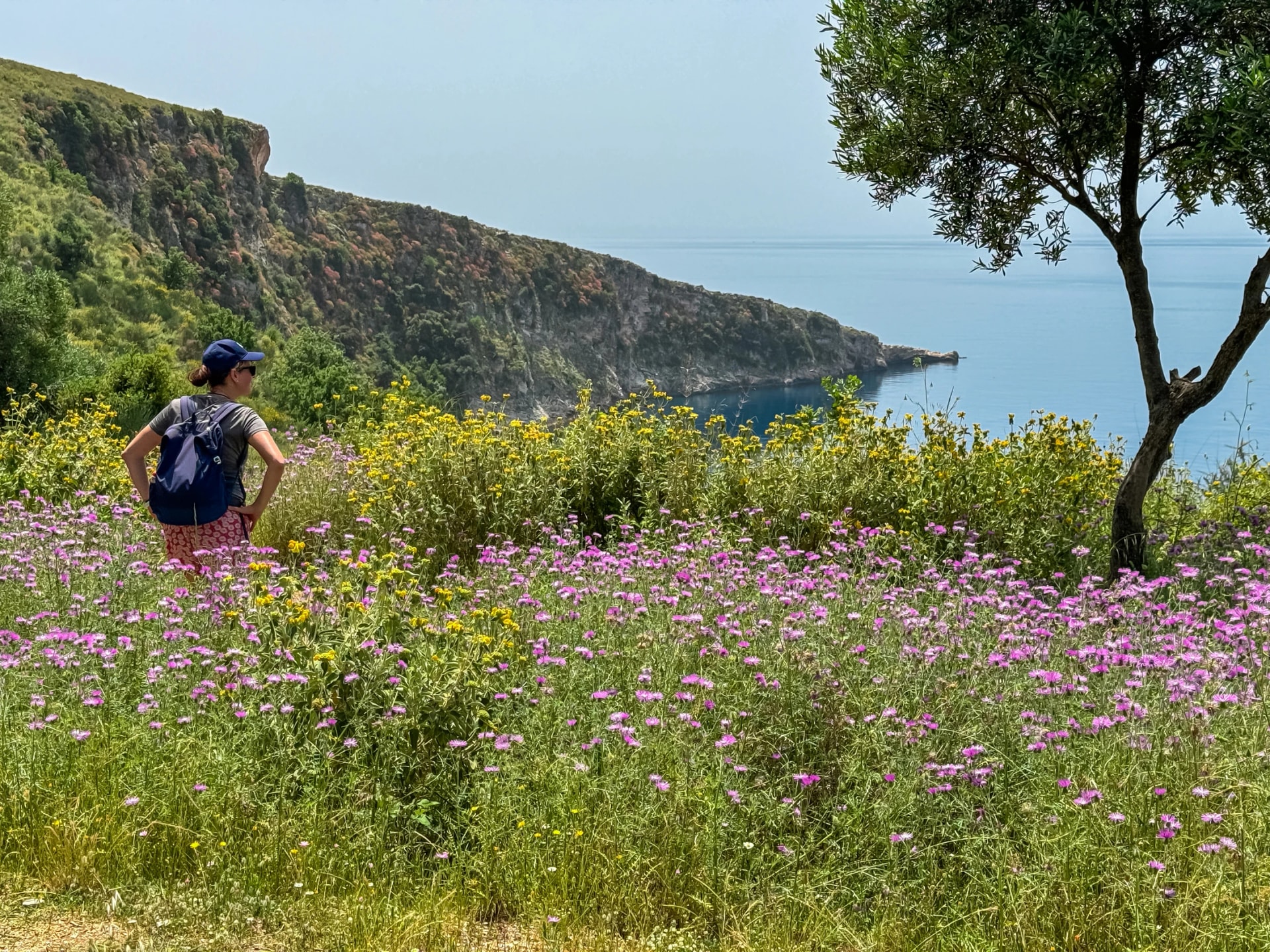 Woman on coastal hiking trail through vibrant field of purple wildflowers in full bloom in Himare, Albania, Europe. Panoramic view of Ionian Mediterranean sea along Albanian Riviera. Summer vacation