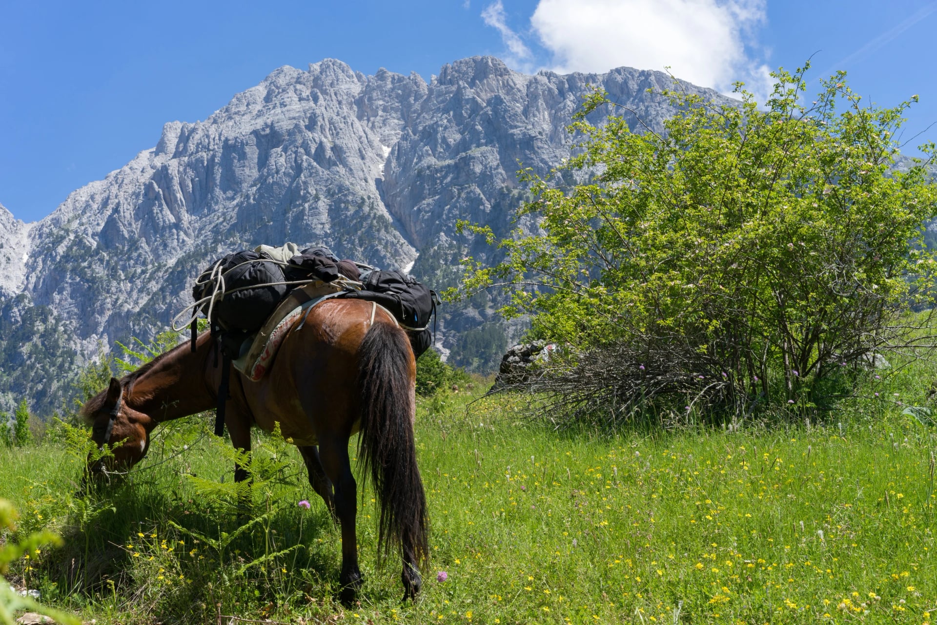 A packhorse resting in the Albanian Alps